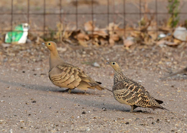 istock MIX BIRDS - Gj Series - 1 1499913113