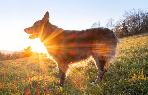 Dog at sunset.