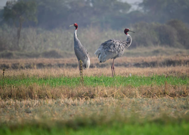istock MIX BIRDS - GJ Series - 2B 1499914212