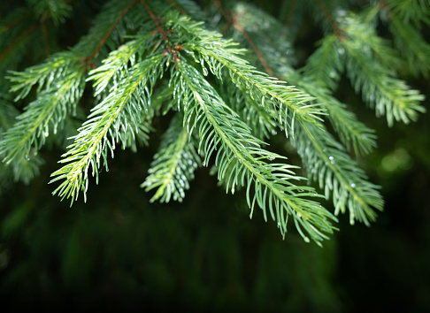 Fir branch close-up view.