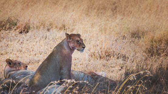 Pride of lionesses resting after eating a prey. Serengeti National Park Tanzania