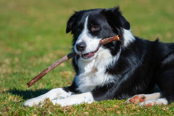 istock Portrait of a Border Collie 1499916157