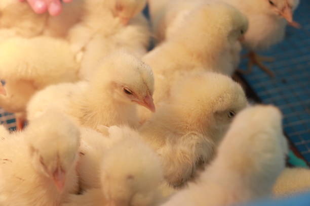 istock Cute chicks gathering at one place 1499917199