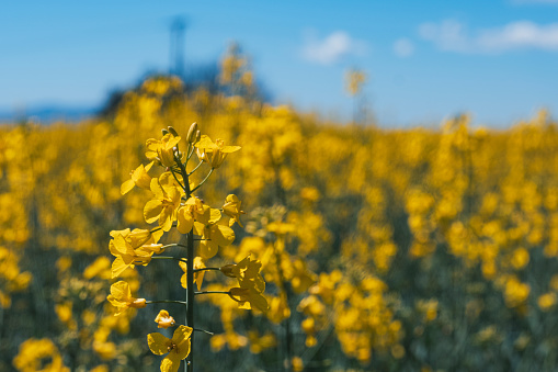 Yellow chemical flowers, mountain landscape