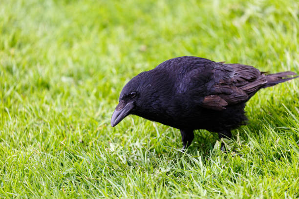 istock Crow on grass field in the city 1499918584