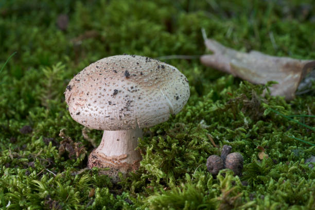 Edible mushroom Amanita rubescens in the moss. Known as Eurasian Blusher. Wild mushroom the the oak forest. Edible mushroom Amanita rubescens in the moss. amanita rubescens stock pictures, royalty-free photos & images