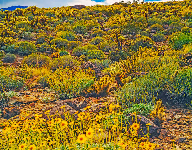 istock Blooming  Desert, California 1499922472