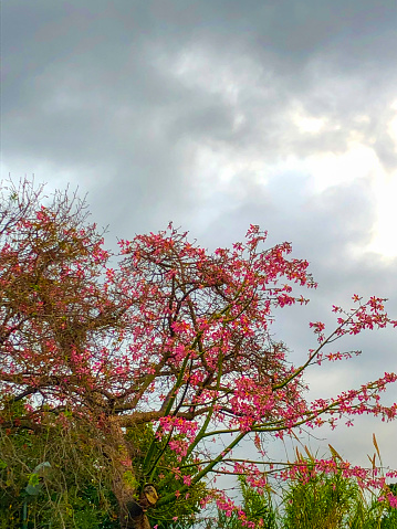 Pink silk floss tree flower on cloudy sky
