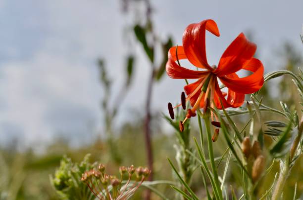 istock Mongolian wild lily, Lilium Pumilum 1499923855