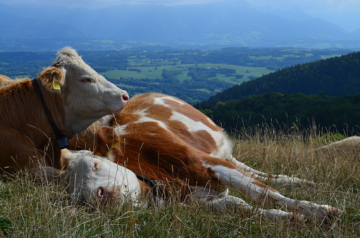 Cows chilling on an alpine meadow on Swiss-French border
