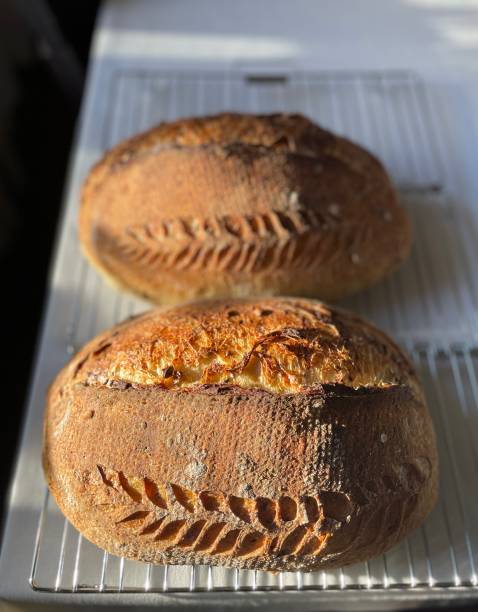 istock Sourdough bread loaves with rich crispy brown crust. 1499924250