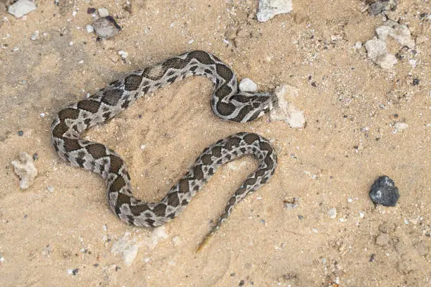 A young specimen of a venomous Palestine viper, on a sandy terrain.