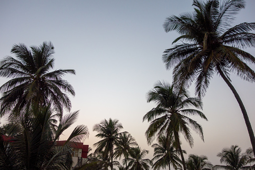 silhouette of palm trees at sunset with a dark silver grey sky a