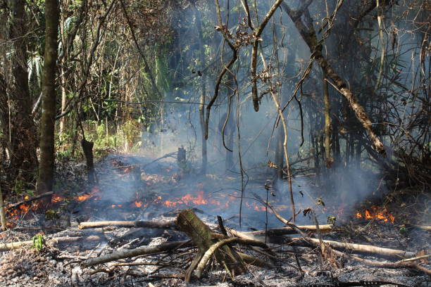 istock slash and burn agriculture 1499926925