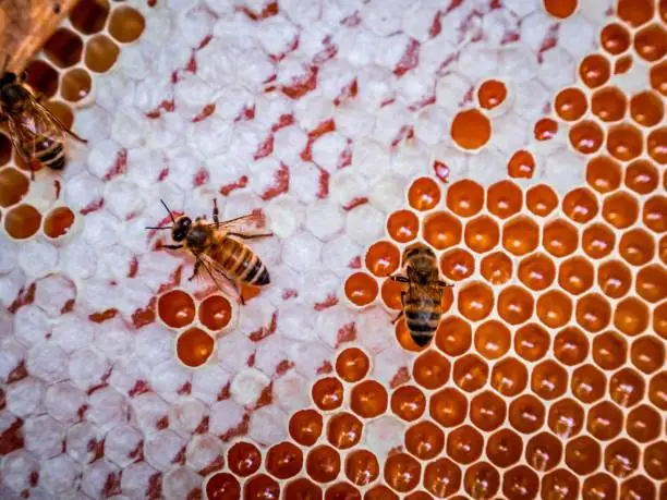 Closeup of a honeycomb filled with honeybees, crawling on the cells and in between the hexagonal structures