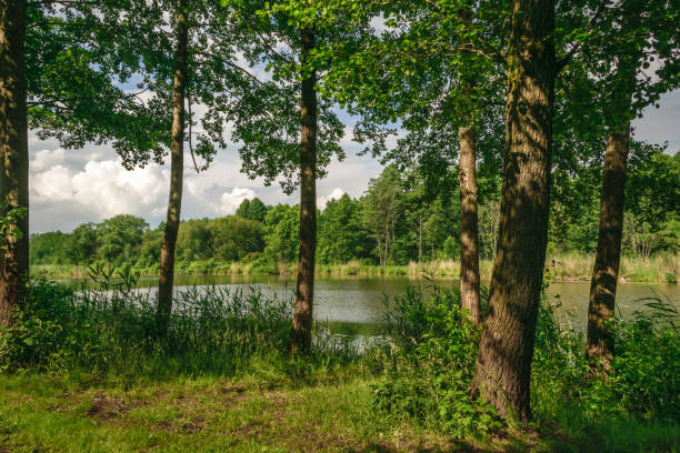 istock Pond lake emerging from behind the trees, beautiful greenery 1499930477