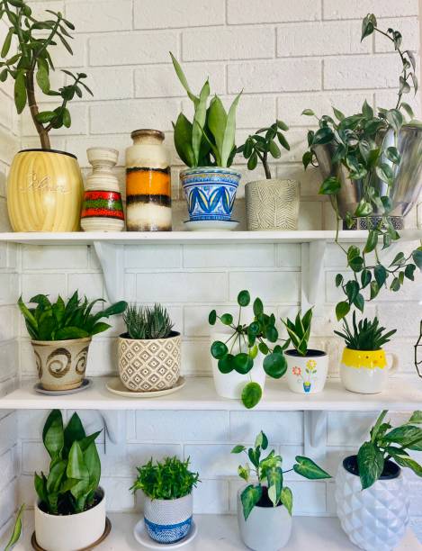 istock Potted Indoor Plants On Display 1499930678
