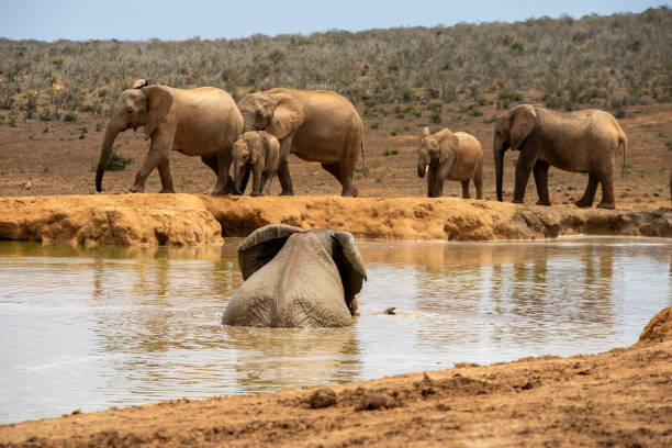 Elephant Taking a Mud Bath in Front of his Herd stock photo