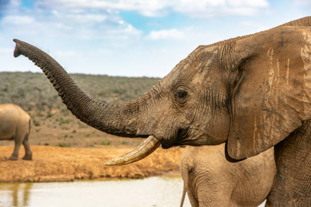 Closeup Shot of an Elephant Mother stock photo