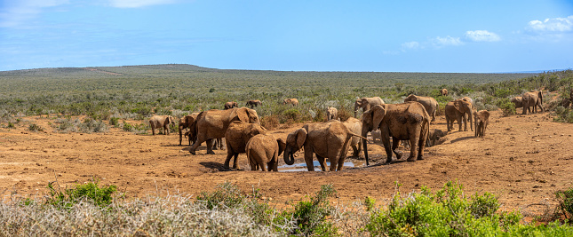 Elephants staying around a waterhole in the savanna Africa.