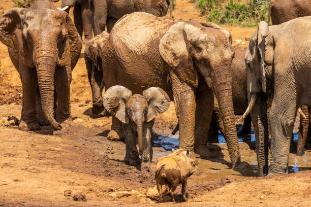 Elephant Calf fights with a warthog.