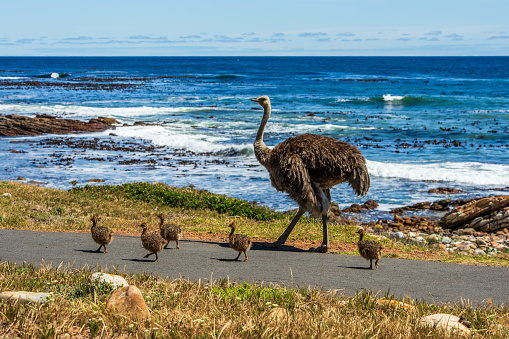 A Ostrich mom with her little birds in South Africa.