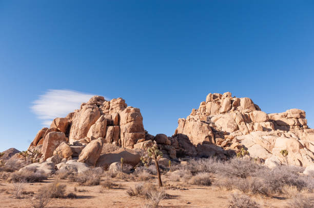 istock Joshua Tree National Park 1499930960