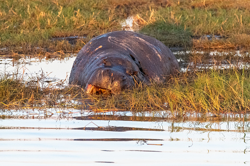 Close-up of a dead hippopotamus laying on the banks of the Chobe river, botswana.