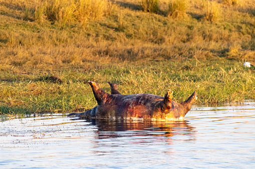 Close-up of a dead hippopotamus laying on the banks of the Chobe river, botswana.