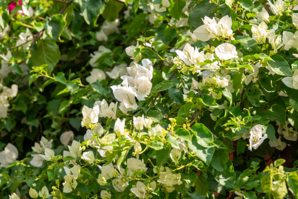 istock Bougainvillea in Marrakesh, Morocco 1499933468