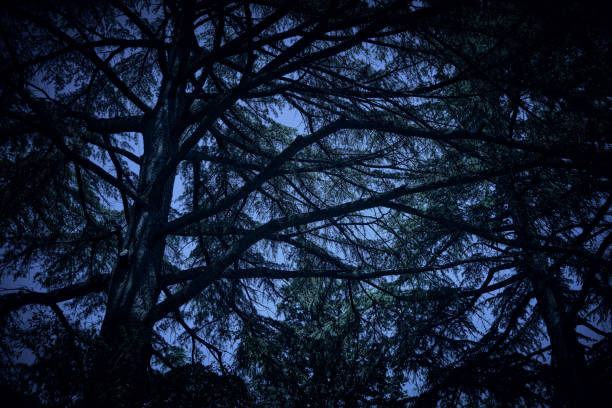 istock Bottom view of gloomy trees against a dark blue sky. Dark image processing. 1499933765