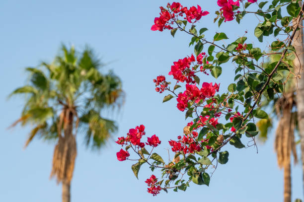 istock Bougainvillea in Marrakesh, Morocco 1499933852