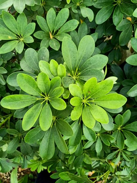 istock Close up of dwarf umbrella tree plant 1499933898
