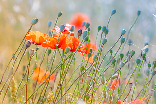 Poppy field and psyllium flowers waving on the breeze, springtime in Spain.