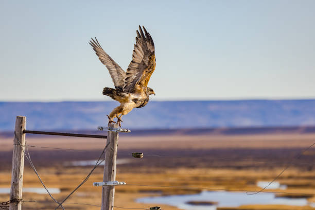 A brown feathered Cordillera Eagle or Aguja flying away, Argentina, Patagonia A young aguja eagle or blue hawk taking off from a fence in argentine pampas, Patagonia, South America young black chested buzzard eagle geranoaetus melanoleucus stock pictures, royalty-free photos & images