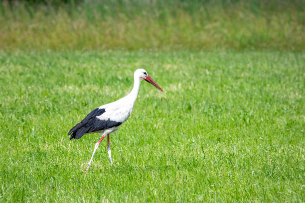 istock White stork in a meadow 1499936934