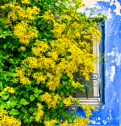 White gardenias decorating facade of a picturesque townhouse in Montreal. Quebec, Canada.