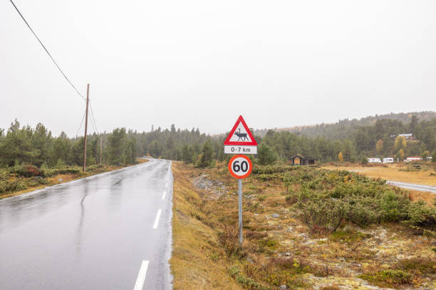 elchüberquerungsschild in norwegen - moose crossing sign stock-fotos und bilder