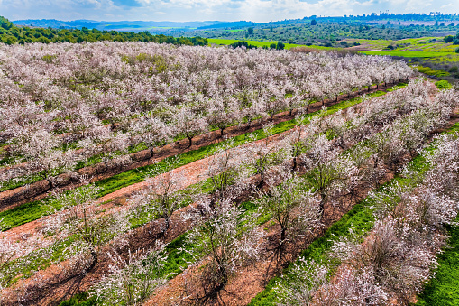 Huge flowering almond grove. Trees blooming with pink flowers, planted between grass strips. Beautiful sunny spring day. Shooting from a drone, from a bird's eye view. Israel.