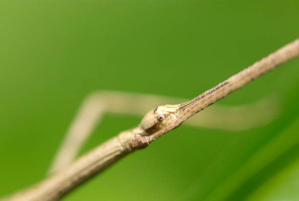 The stick insect is a thin, elongated insect that camouflages itself by resembling a twig.