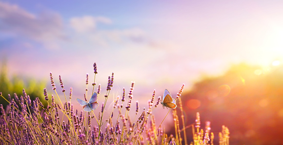 beautiful summer countryside landscape;  Blooming lavender and fly butterfly in a field at sunset