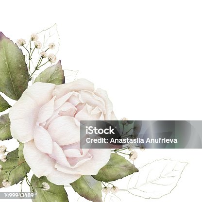 istock White rose and gypsophila framed by greenery. Delicate digital watercolor botanical flower composition on white background. Ready templates for postcards, posters, wedding invitations 1499943489