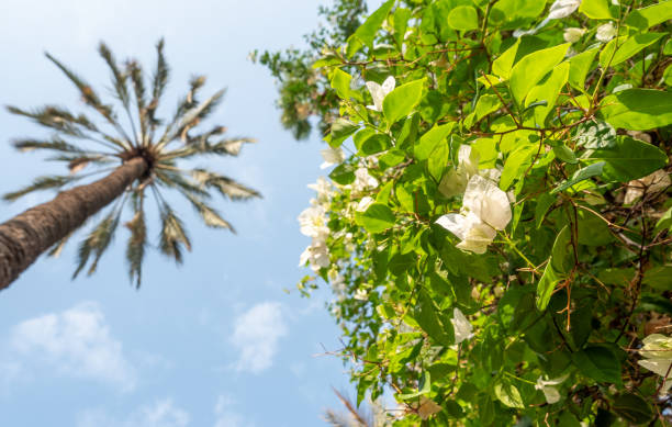 Looking up at tall, architectural palm trees on a sunny day in the south of France.