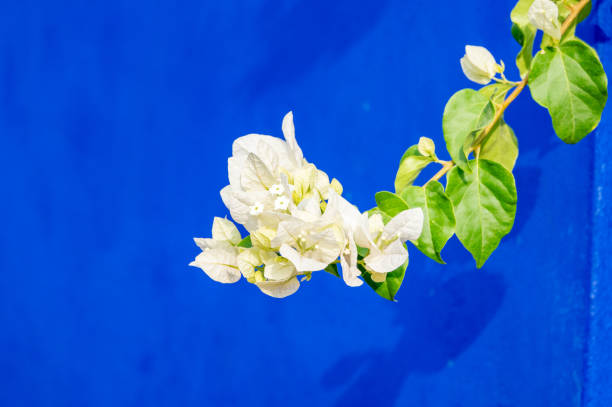 Bougainvillea in Marrakesh, Morocco