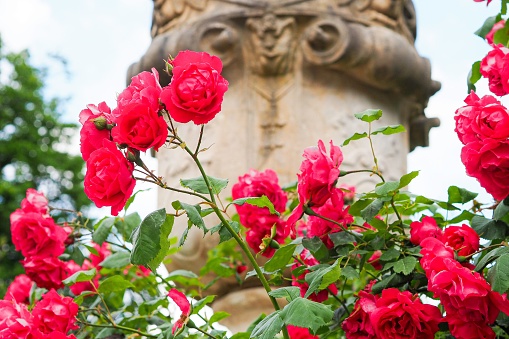 A bush of red roses in front of a statue in Austria