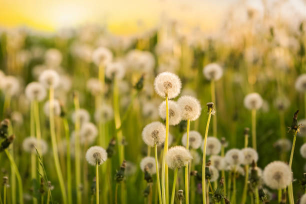 istock Summer background with dandelion meadow 1499944681