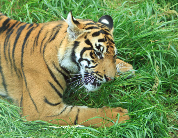 istock Young Sumatran Tiger Cub close up, 1499947322