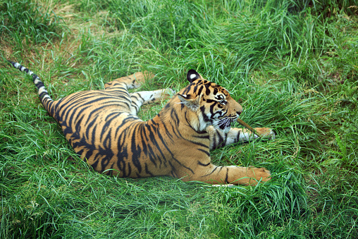 Adolescent Sumatran Tiger Cub, laying on lush gren grass chewing a stick
