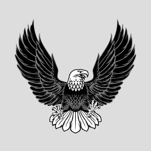 Vector illustration of Black and white Bald Eagle Illustration spreading the wings