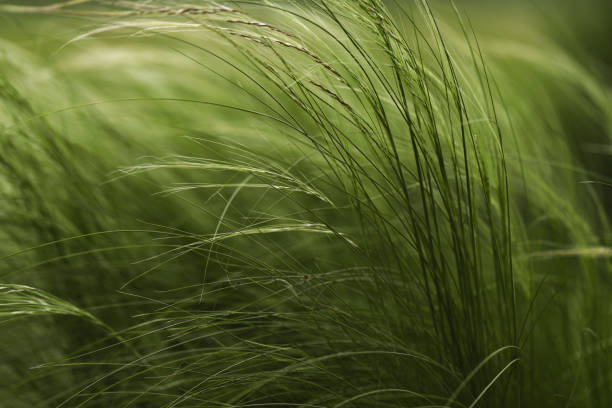 istock Feather grass found as ornamental plants in the garden design. 1499951420